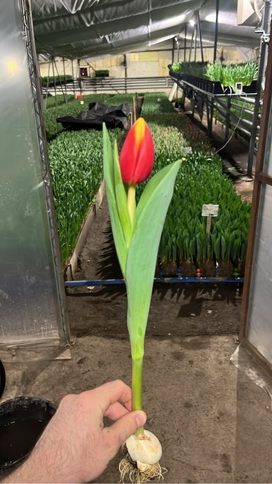 Тюльпаны оптом и в розницу