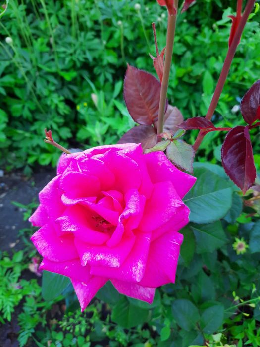 Продам Дачу на Кривом озере