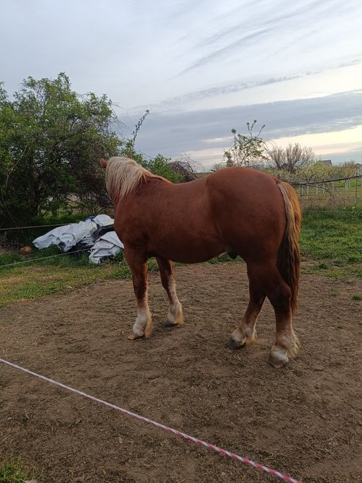 De vânzare 2 mânji