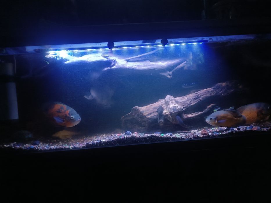 Аквариум  Jebo 300 литров