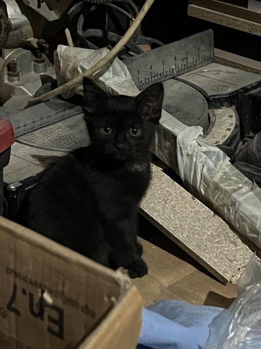 Одтам котёнка в добрые руки