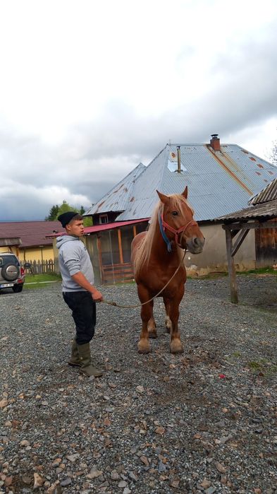 De vanzare cal de 6 ani