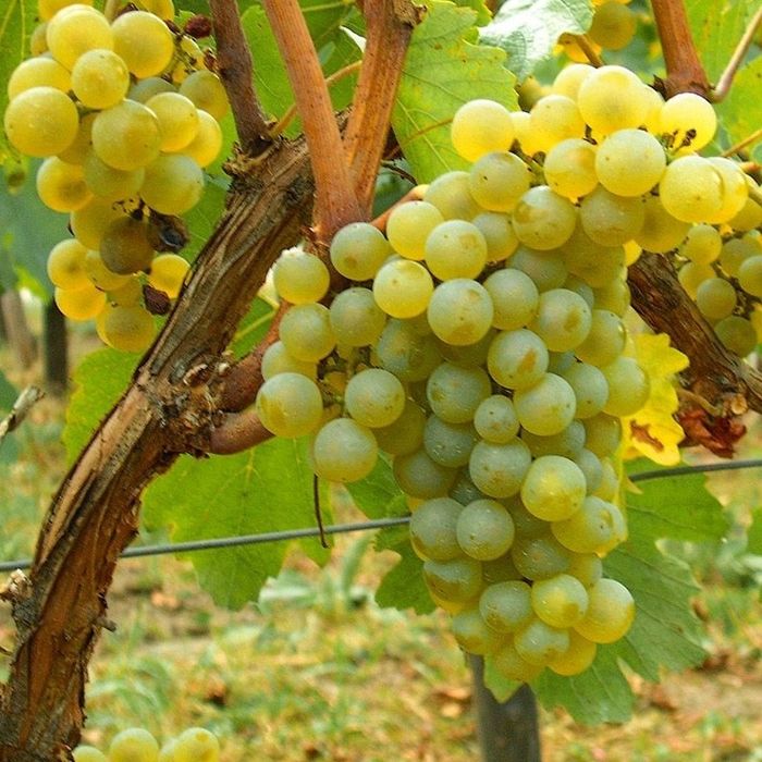 Butasi vita de vie (de vin și de masa)