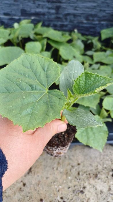 Rasaduri de legume si plante aromatice - de calitate!