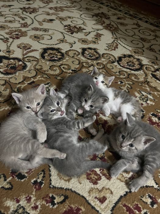 отдам котят в хорошие руки !