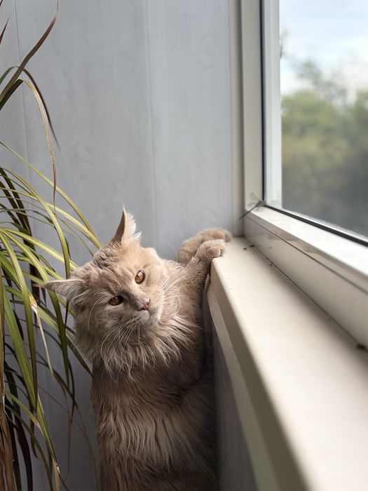 Кот мейн-кун на вязку