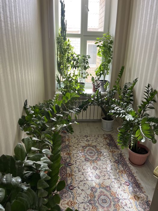 Комнатные растения сатылады