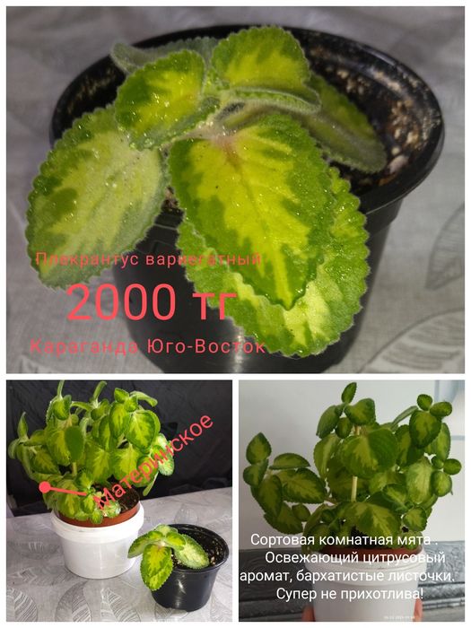 Комнатные растения