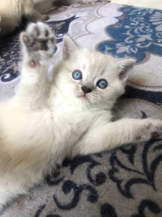 Продаю котят вислаухих шиншил