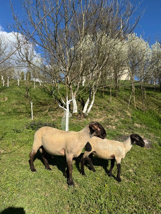 De vanzare un berbecuti suffolk