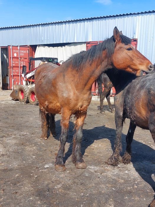 Продам жеребых кобыл