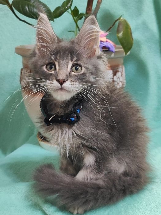 Котята  Мейн-кун