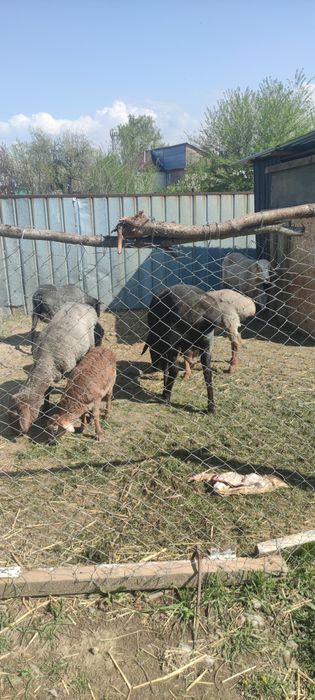 Продам баранов курдючных.