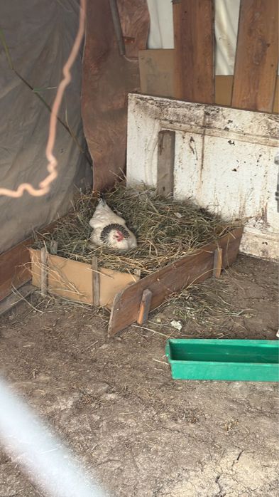 Продам кур несушек