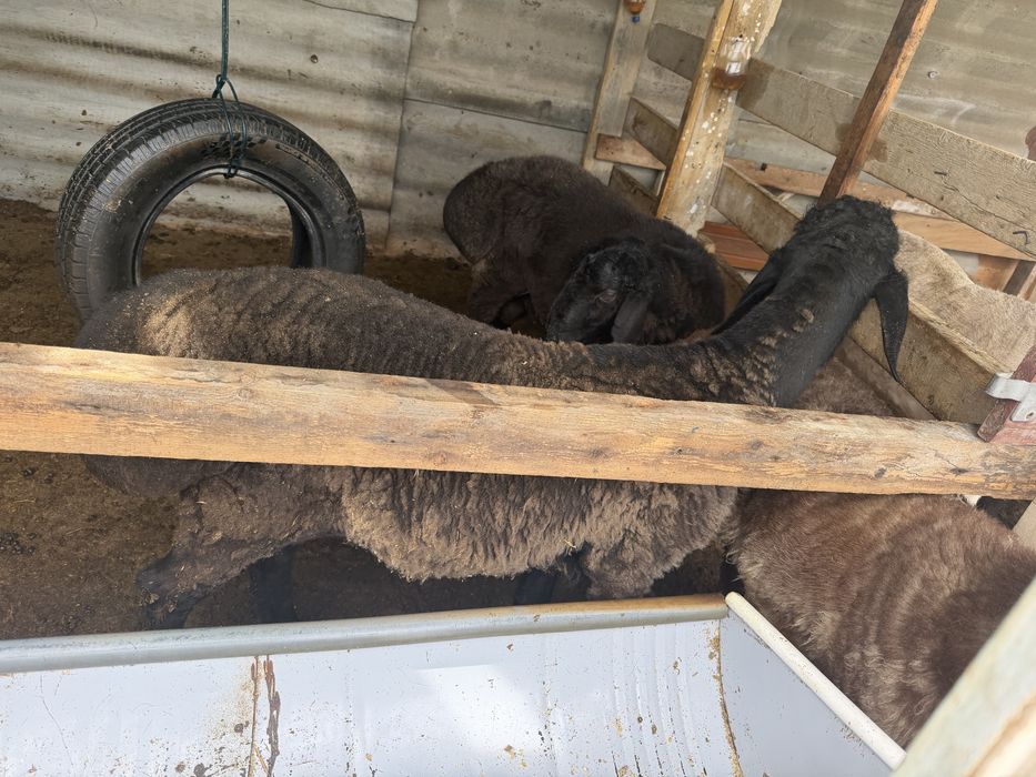 Zotga qochqor soraganlaga