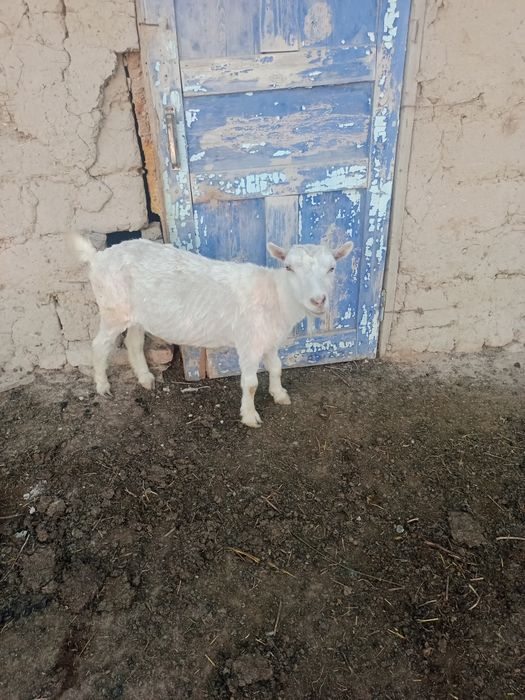 ешкі сатлады семіз