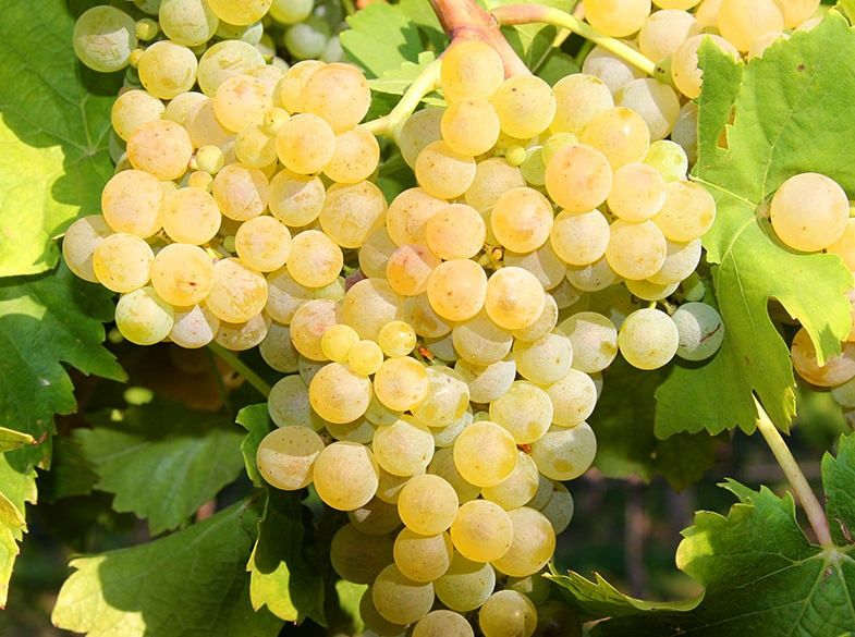Struguri Vin Feteasca Pinot Traminer Cabernet