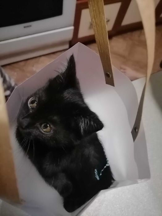 Котёнок бесплатно
