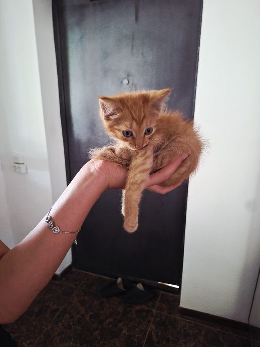 Котёнок Макс (мальчик)
