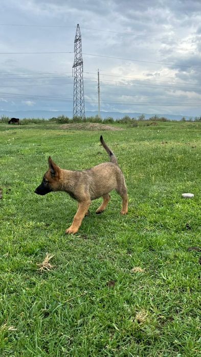 Бельгиски овчарка