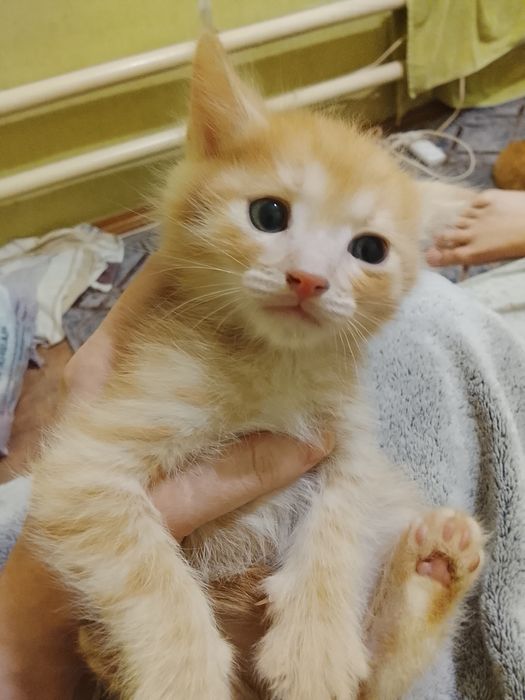 Бесплатно! Только в добрые руки!!!