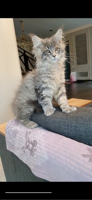 Продается котенок мейнкун