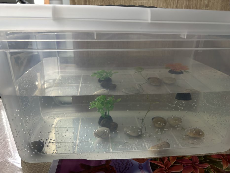 Улитка бесплатно