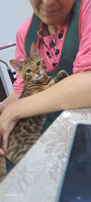 вязка кота бенгала