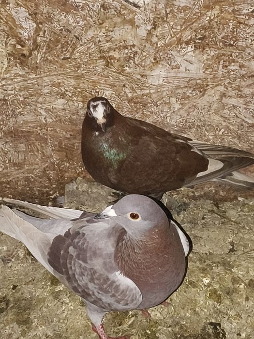 Porumbei de vânzare ornament , curte și voiajori