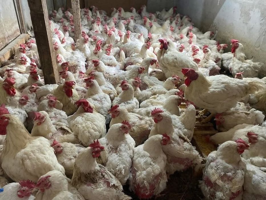 Gaini albe de carne transport la domiciliu