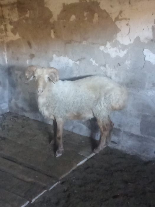 Баран мальчик 2 года