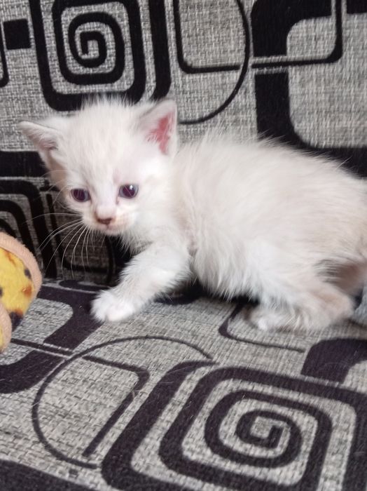 Отдам котят  в добрые руки