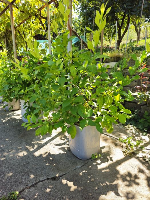 Лимоново дръвче плододаващо - различни размери