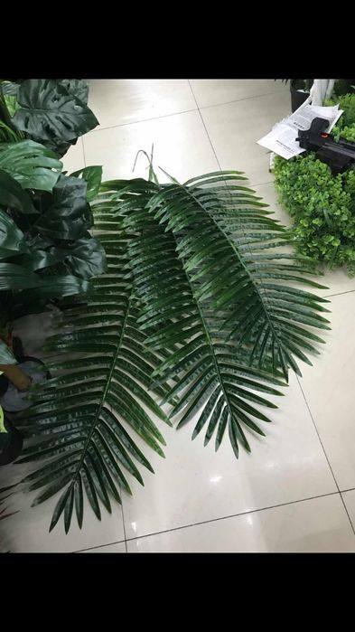 Palma daraxti barglari sotiladi xar xil razmerda