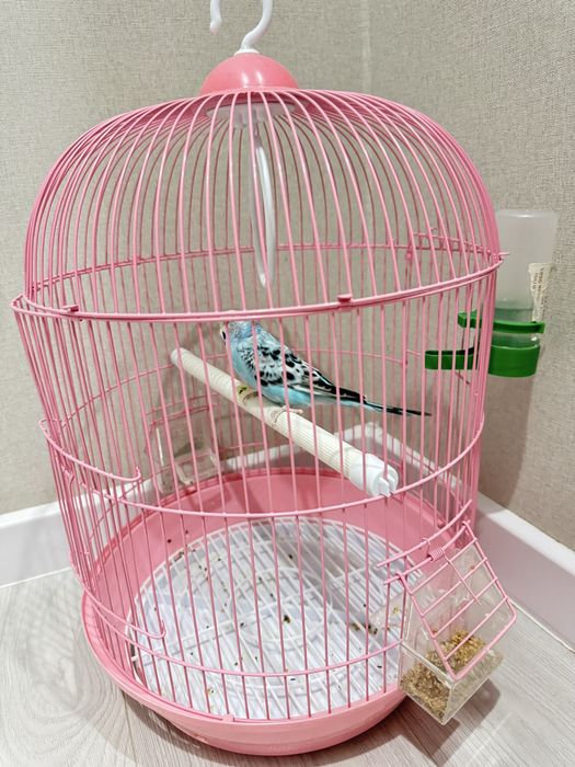 Голубой попугай, активный