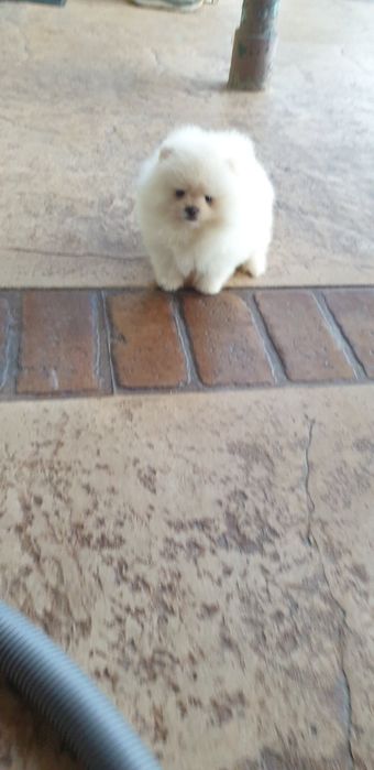 Мини померан померанче