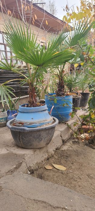 Палма сотилади холати расмдаги 7 йиллик