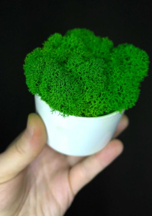 Стабилизированный мох (ягель), Зелёное Яблоко, свежий, 1 кг