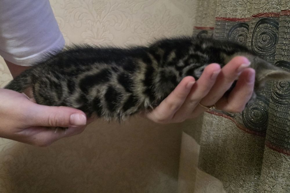 Бенгальские котята