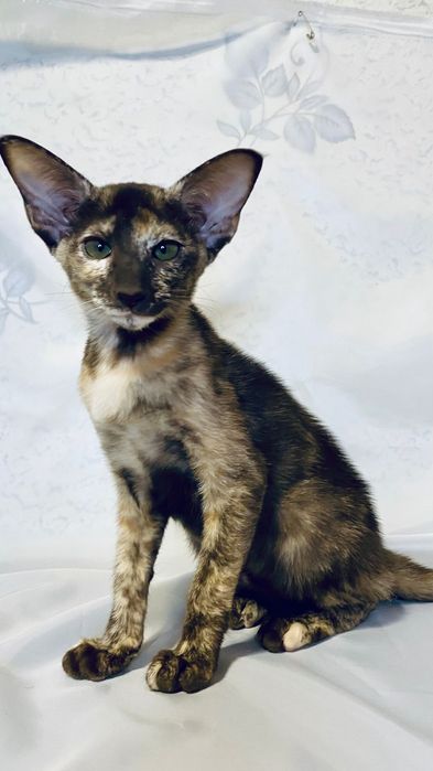 Котята ориентальной породы