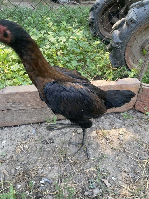 Продам дакан цеплят