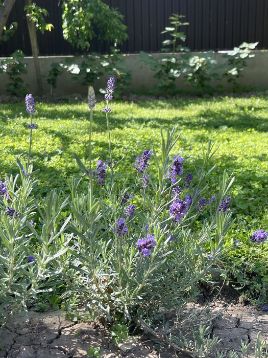 Лаванда сиреневая