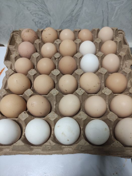 Инкубационный Яйца куриные