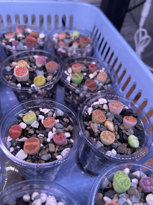 Литопсы - живые камни