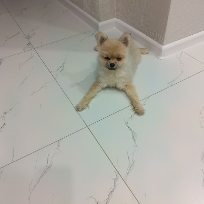 Продам пушистого Малыша