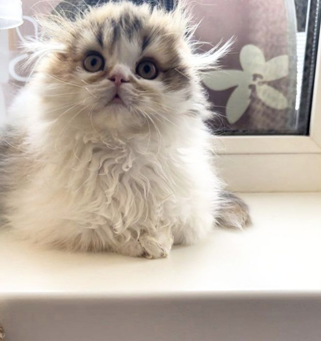 Scottish highland   fold. Скоттиш хайленд-фолд.