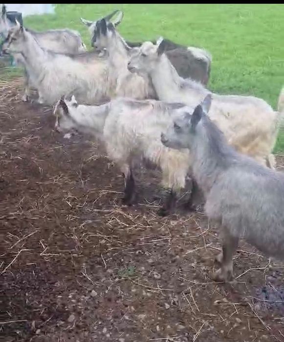 Animale de vânzare iezi de capră pentru tăiat foarte grași și buni la rotisor.