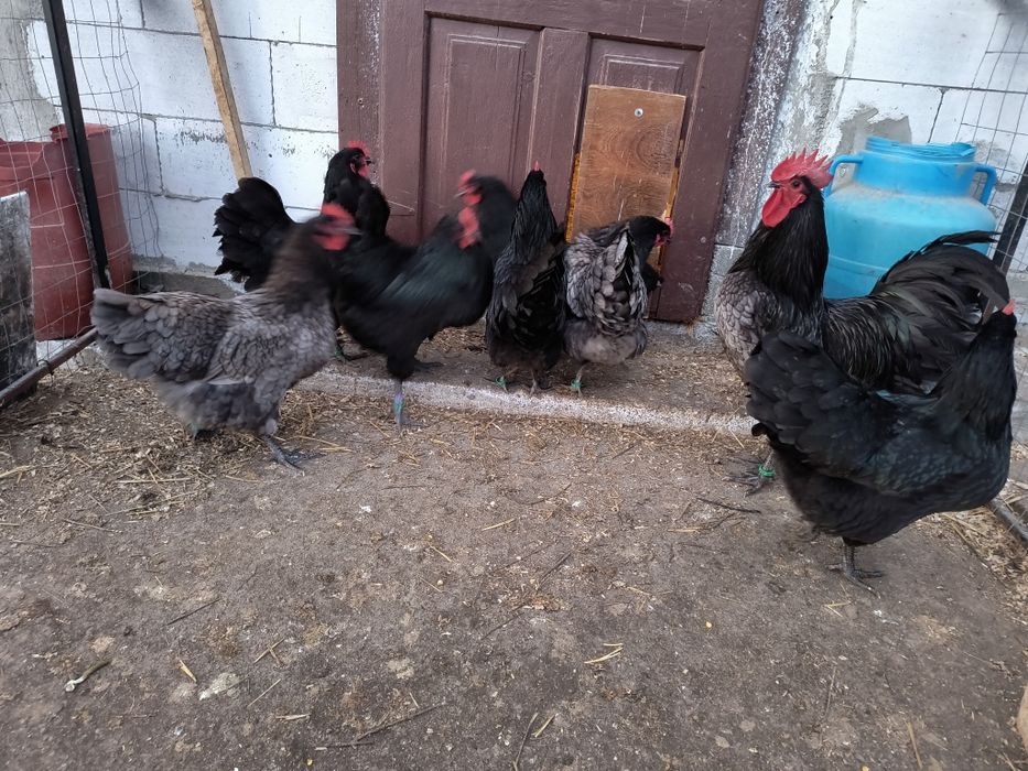 Oua incubat australorp