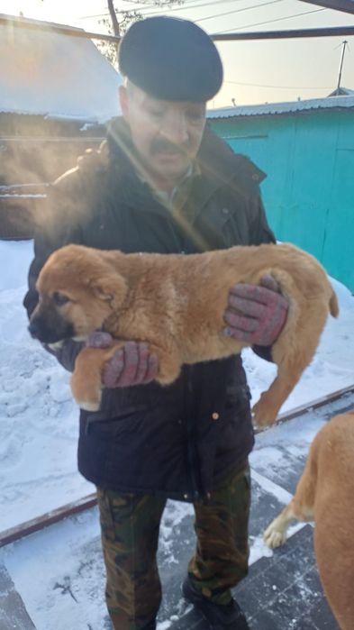 Продам щенков ,,Алабай,,,