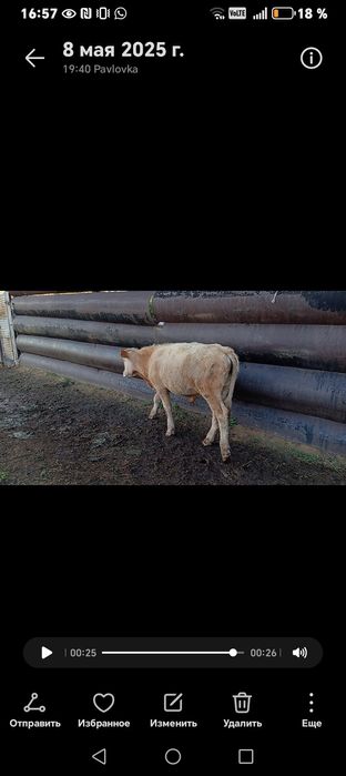 Бұқа 2 жарым жасар